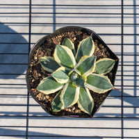 クリームスパイク-No.5