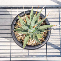 ユタエンシス-No.5