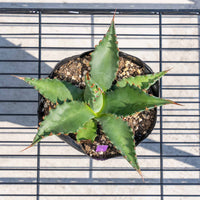 ジェントリージョーズ-No.5