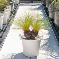 ジョンソニーNo.5