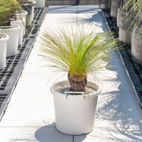 ジョンソニーNo.5