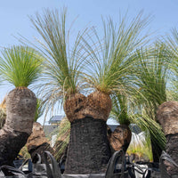 プレイシーNo.53