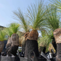 プレイシーNo.53