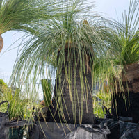 プレイシーNo.55