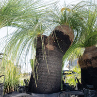 プレイシーNo.55