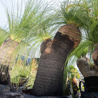 プレイシーNo.55