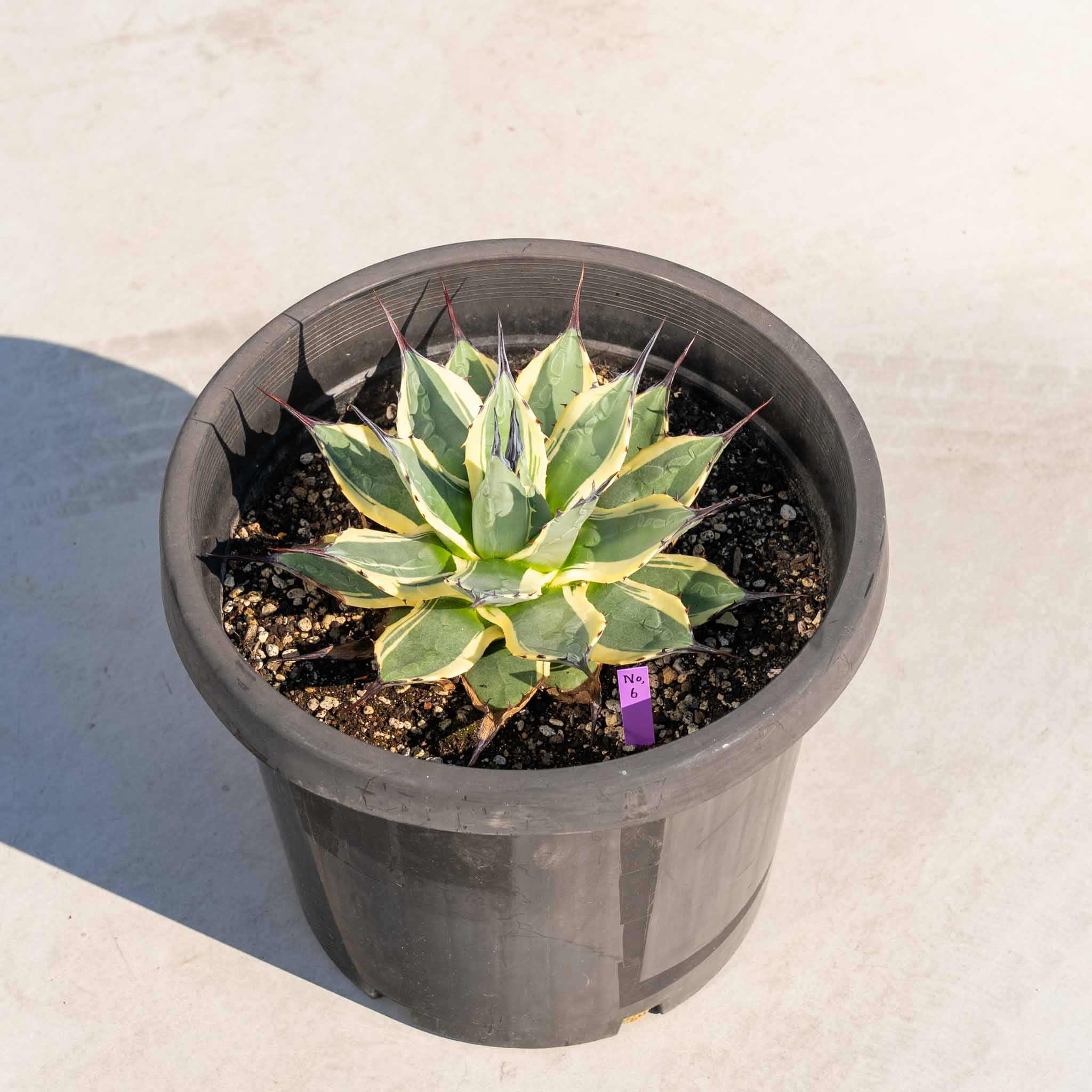 クリームスパイク-No.6 – ANOTHER PLANTS