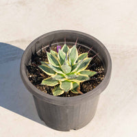 クリームスパイク-No.6