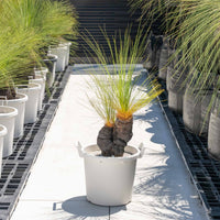 ジョンソニーNo.6