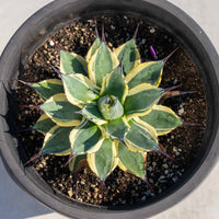 クリームスパイク-No.6