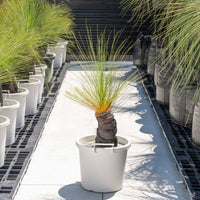 ジョンソニーNo.6