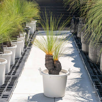 ジョンソニーNo.6