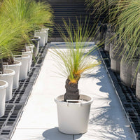 ジョンソニーNo.6