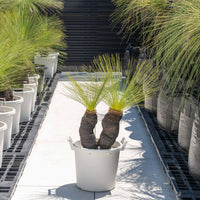 ジョンソニーNo.7