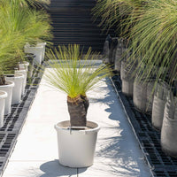 ジョンソニーNo.7