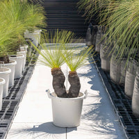 ジョンソニーNo.7