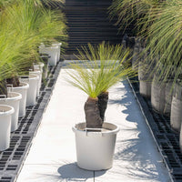 ジョンソニーNo.7