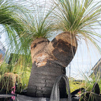 プレイシーNo.72