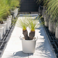 ジョンソニーNo.8