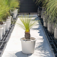 ジョンソニーNo.8