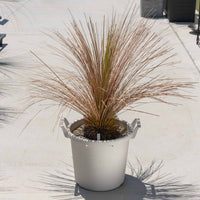 グラウカハイブリッドSSP-No.1