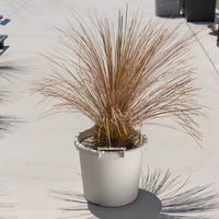 グラウカハイブリッドSSP-No.1