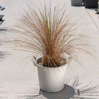 グラウカハイブリッドSSP-No.1