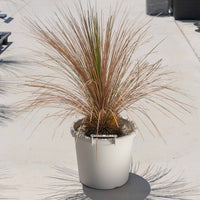 グラウカハイブリッドSSP-No.1