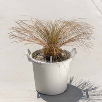 グラウカハイブリッドSSP-No.2