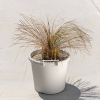 グラウカハイブリッドSSP-No.2