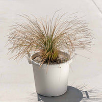 グラウカハイブリッドSSP-No.2