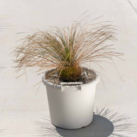 グラウカハイブリッドSSP-No.2