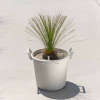 グラウカハイブリッドSSP-No.3