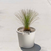 グラウカハイブリッドSSP-No.3