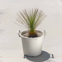 グラウカハイブリッドSSP-No.3