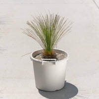 グラウカハイブリッドSSP-No.3