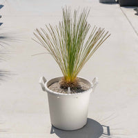 グラウカハイブリッドSSP-No.4