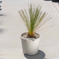 グラウカハイブリッドSSP-No.4