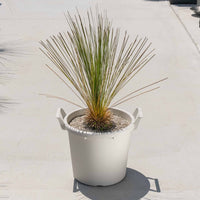 グラウカハイブリッドSSP-No.4