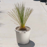 グラウカハイブリッドSSP-No.4