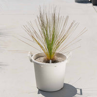 グラウカハイブリッドSSP-No.5