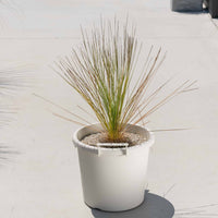 グラウカハイブリッドSSP-No.5