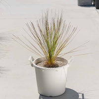 グラウカハイブリッドSSP-No.5