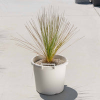 グラウカハイブリッドSSP-No.5